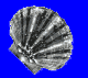 logo muszelka